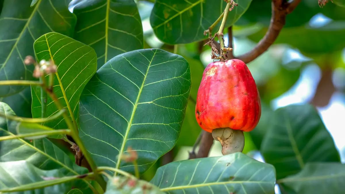 家庭菜園におけるカシューナッツ(Anacardium occidentale)の栽培方法:種子から収穫までの完全ガイド