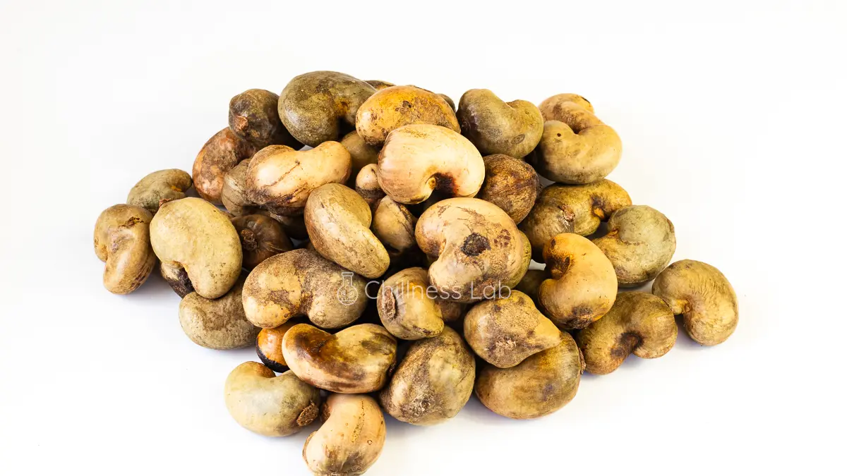 カシューナッツの種子