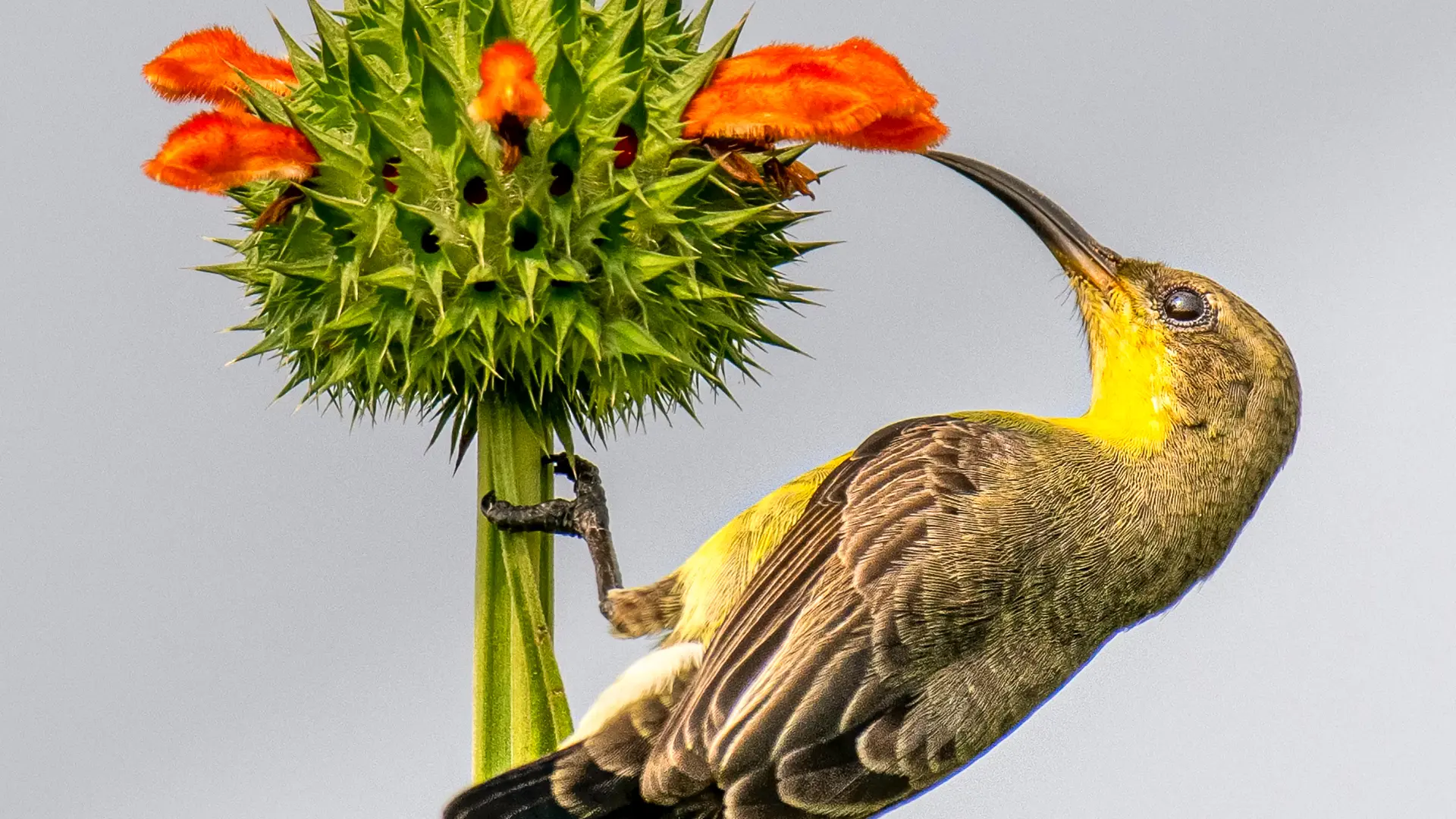 ライオンズテールと鳥