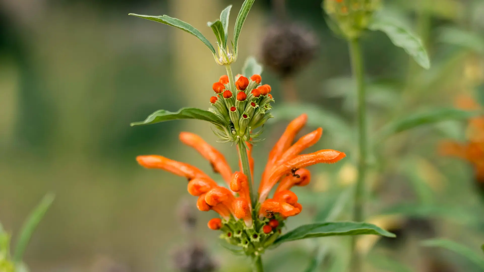 ライオンズテールの花