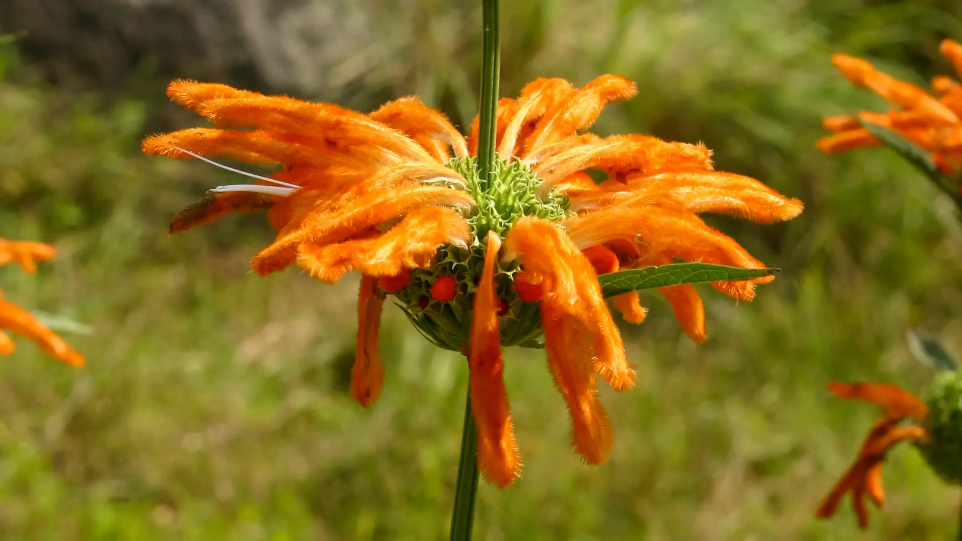 野生のライオンズテール
