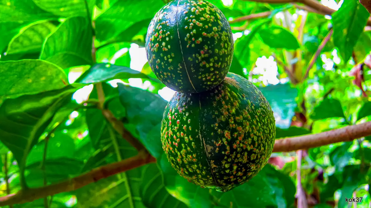 ボアカンガ・アフリカーナの果実