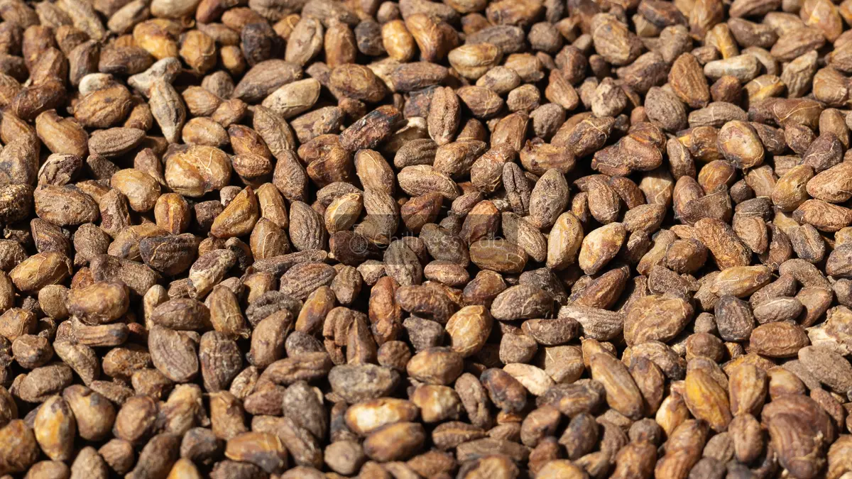 ボアカンガ・アフリカーナの種子