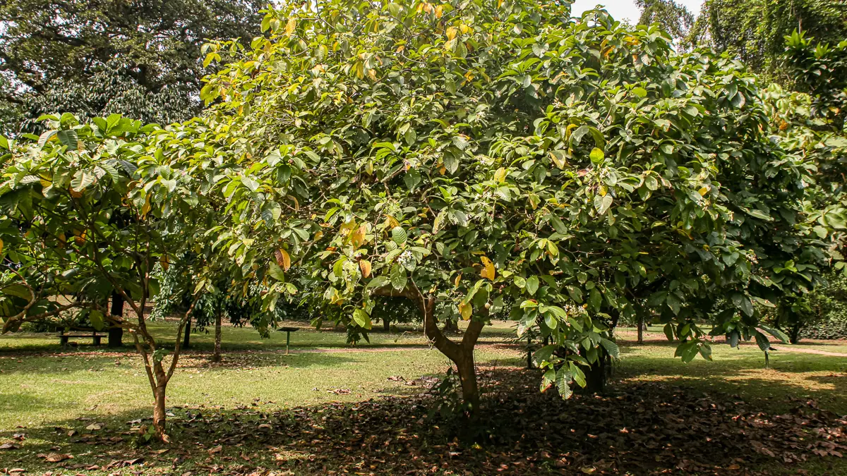ボアカンガ・アフリカーナの木